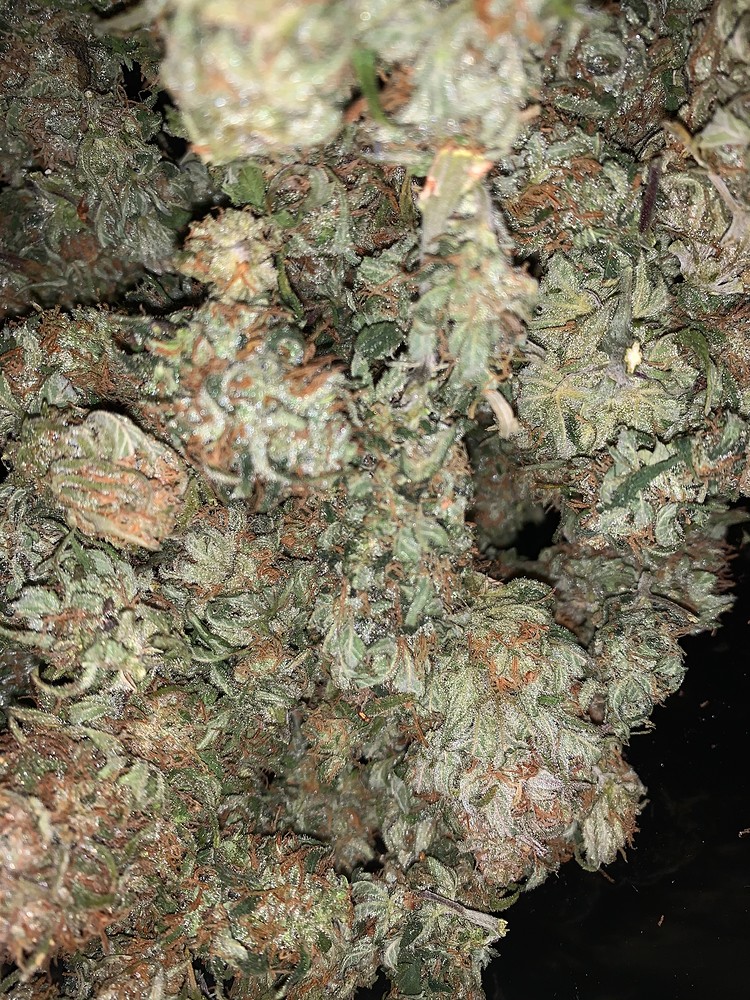 First grow Shining Silver Haze Royal Queen Seeds 3x Sanlight 6QW Gen. 2