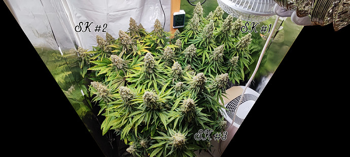 Growreport Bild 2