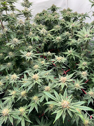 Growreport Bild 12