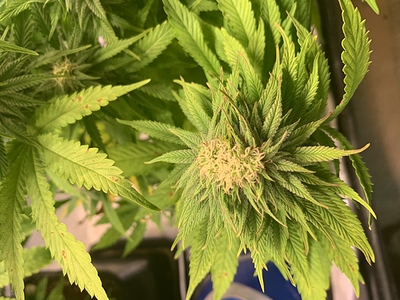 Growreport Bild 2