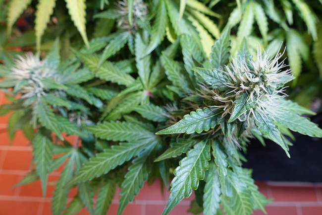 Growreport Bild 14