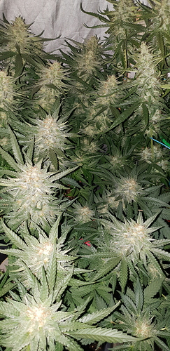 Growreport Bild 11