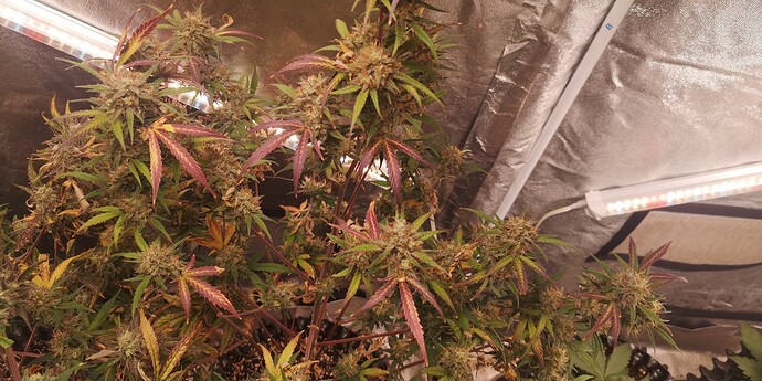 Growreport Bild 2