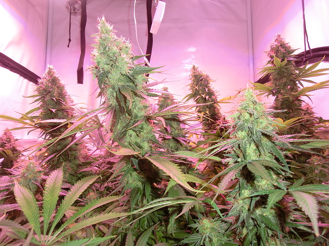 Growreport Bild 3
