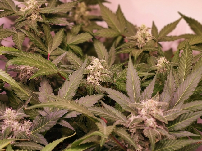 Growreport Bild 12
