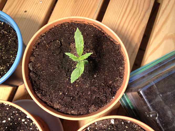 Growreport Bild 91