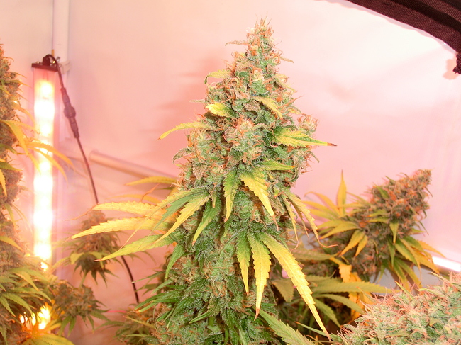 Growreport Bild 8