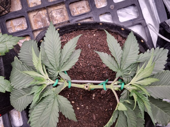 Growreport Bild 37