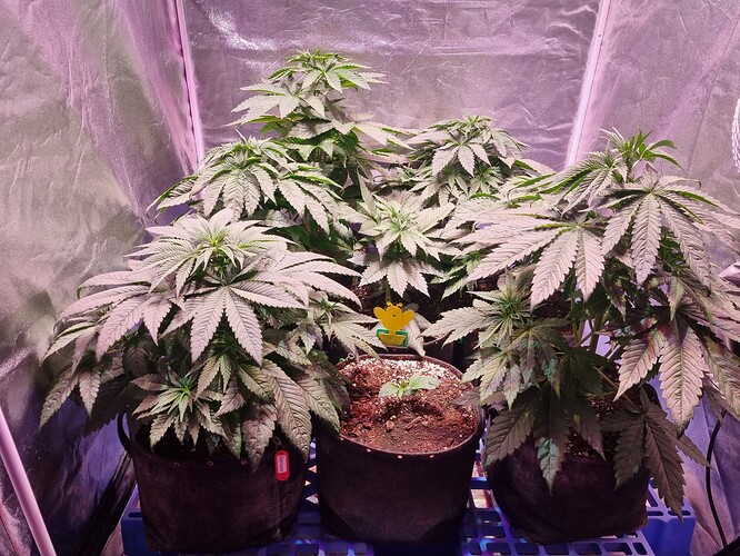 Growreport Bild 31