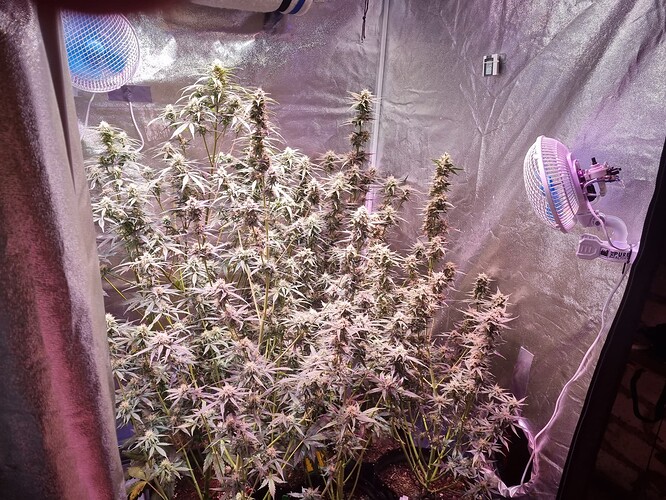Growreport Bild 33