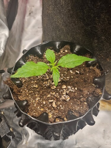 Growreport Bild 33