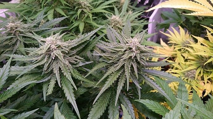 Growreport Bild 6