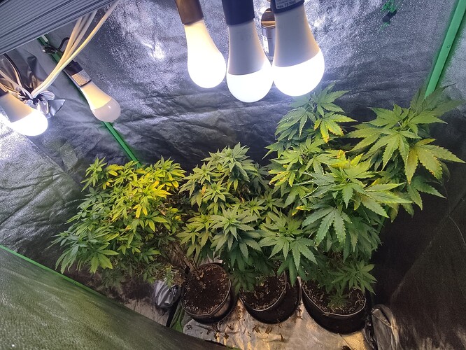 Growreport Bild 3