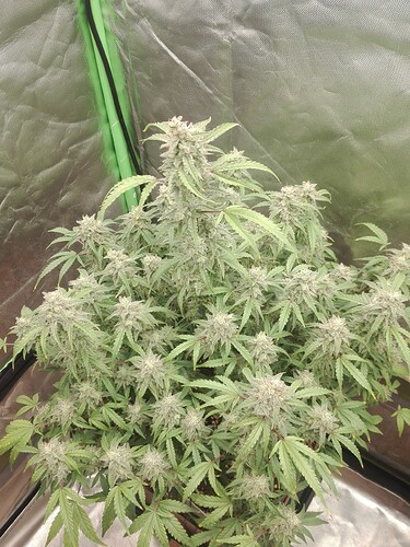 Growreport Bild 9