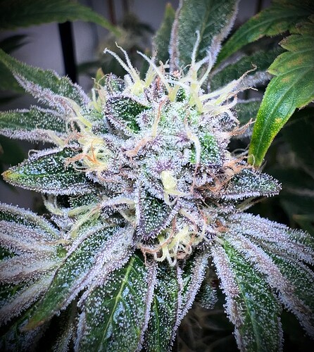 Growreport Bild 9
