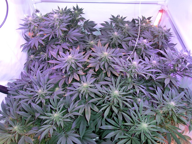 Growreport Bild 2