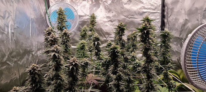 Growreport Bild 24