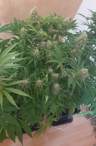 Growreport Bild 6