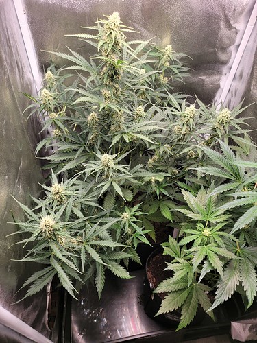 Growreport Bild 1