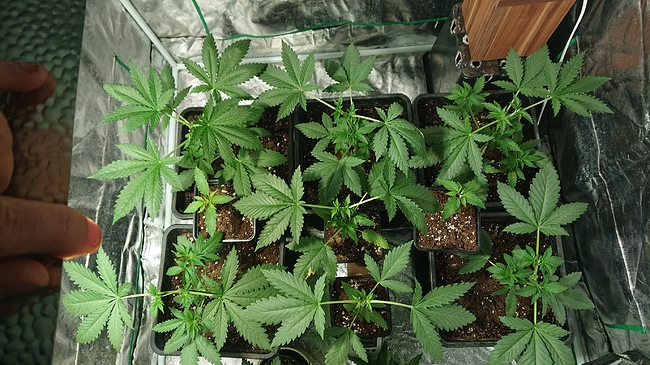 Growreport Bild 4
