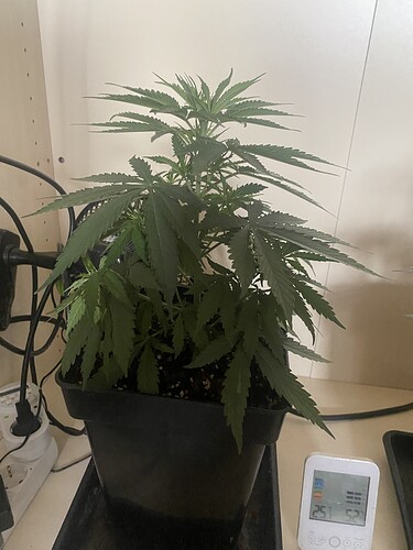 Growreport Bild 9