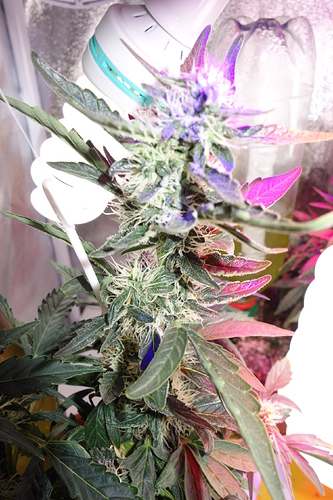 Growreport Bild 33