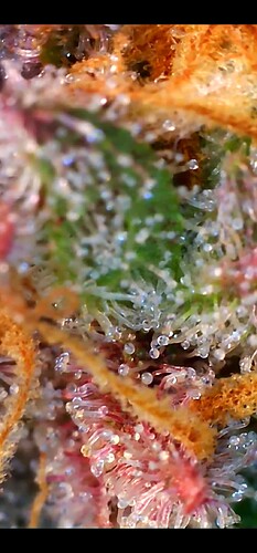 Growreport Bild 29