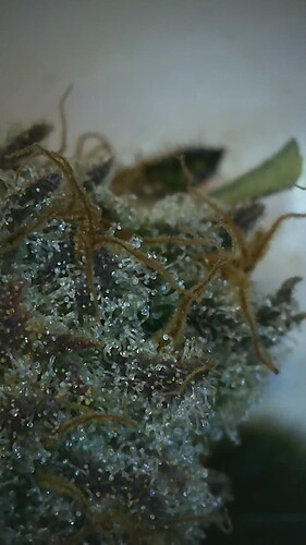 Growreport Bild 2