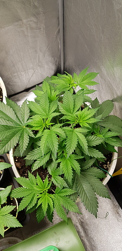 Growreport Bild 16