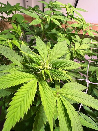 Growreport Bild 14
