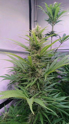 Growreport Bild 9