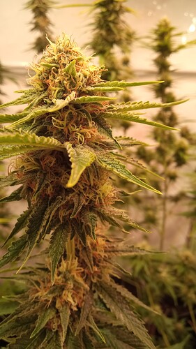 Growreport Bild 5