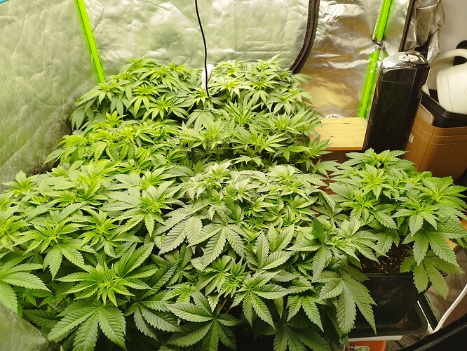 Growreport Bild 4