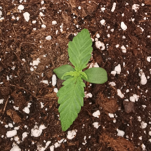 Growreport Bild 2