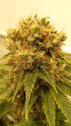 Growreport Bild 24
