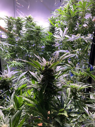 Growreport Bild 3