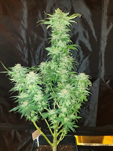 Growreport Bild 15
