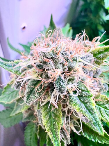 Growreport Bild 3