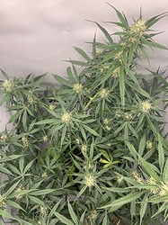 Growreport Bild 2