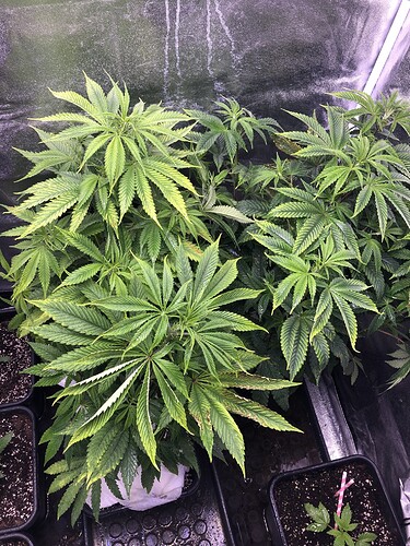 Growreport Bild 1