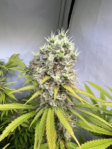 Growreport Bild 4