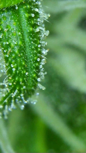 Growreport Bild 2