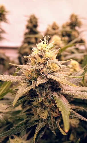 IMG_20230601_204056_096~3