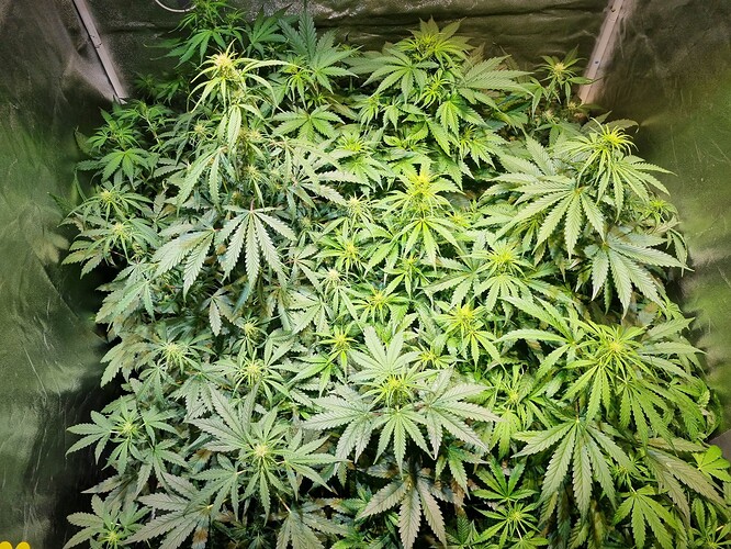 Growreport Bild 19