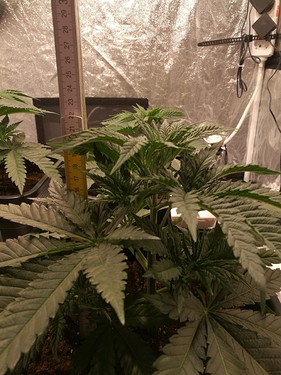 Growreport Bild 4