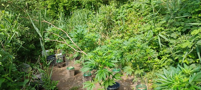 Growreport Bild 1
