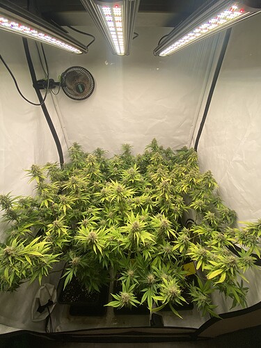 Growreport Bild 1
