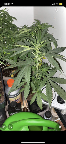Growreport Bild 5