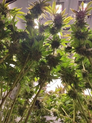 Growreport Bild 5