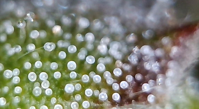 Growreport Bild 1